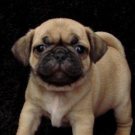 Reinrassige  Babys Mops welpen
