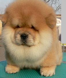 Reinrassige Chow chow-Welpen