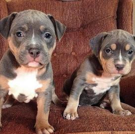 Amstaff Staffordshire Welpen verf?gbar