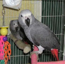 m�nnlicher und weiblicher Graupapagei
