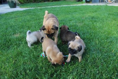 Bildsch�ne, reinrassige Mops Welpen R�de
