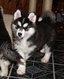 9 Wochen alt Reinrassige Sibirien Husky