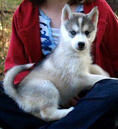 9 Wochen alt Reinrassige Sibirien Husky
