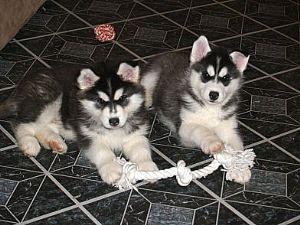 9 Wochen alt Reinrassige Sibirien Husky