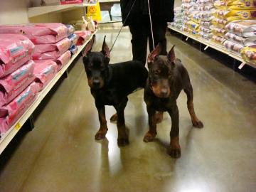 Rassestandart Dobermannwelpen