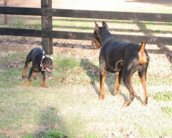 Rassestandart Dobermannwelpen