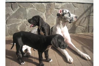 wundersch�ne Deutsche doggen Babys in s