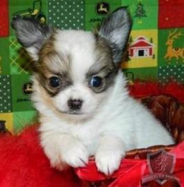 !!3 CHIHUAHUA KH/LH WELPEN!!- Mini und