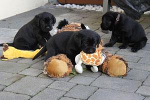 Tierarzt �berpr�ft sch�ne Labrador Welpe