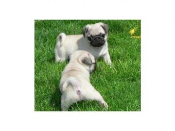 Mops Welpen abzugeben 3 schwarze R�den und 2 