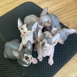 S��e Sphynxkatze-WHATSAPP: +436812092622