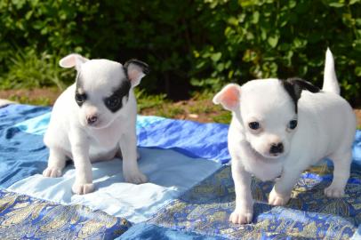 Wundersch�ne reinrassige Chihuahua Babys