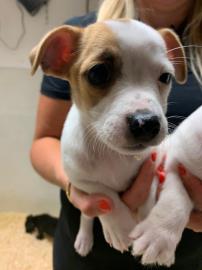 Jack Russell Terrier