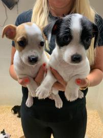 Jack Russell Terrier