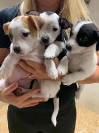 Jack Russell Terrier