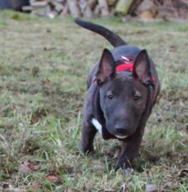 Weihnachten Miniatur Bullterrier mit Ahn