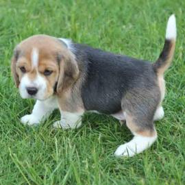 Entzckende  Beagle Babys zum reserviere