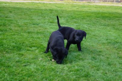Wundersch�ne Labradorwelpen mit Papieren
