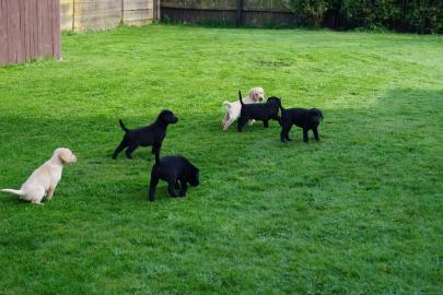 Wundersch�ne Labradorwelpen mit Papieren