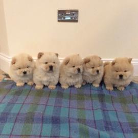 Wundersch?ne Chow Chow Welpen
