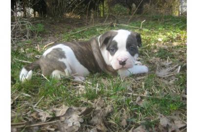 S��e American Bulldog Welpen