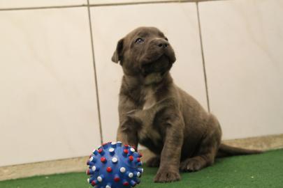 wundersch�ne Deutsche Doggenwelpe