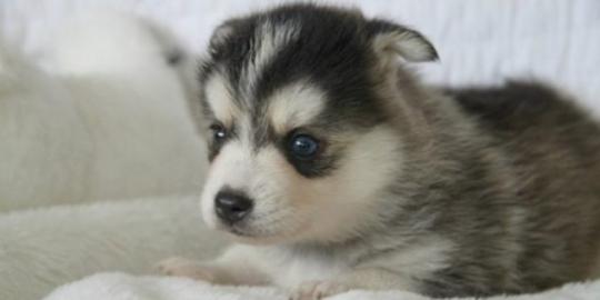 S??e Pomsky-Welpen erh?ltlich