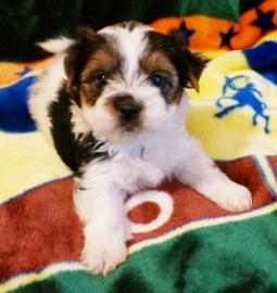 Bildsch�ne Biewer Yorkshire Terrier Welp