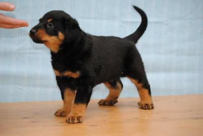 Beauceron, Berger de Beauce