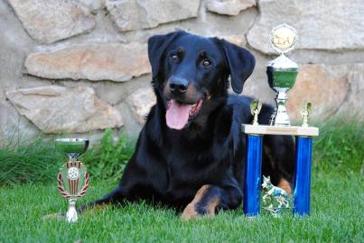 Beauceron, Berger de Beauce