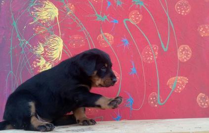 Beauceron, Berger de Beauce