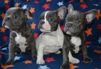 Franz�sische Bulldoggen Welpen - wei�/sc