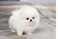 Reinrassige Pomeranian Zwergspitz. 