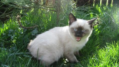 Niedliche K�tzchen Mekong Bobtail