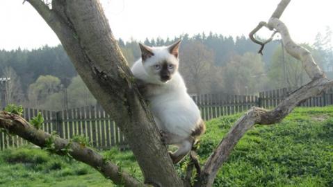 Niedliche K�tzchen Mekong Bobtail