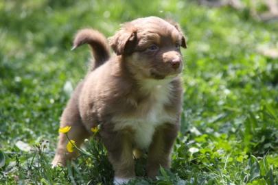 Traumhafte Australian Shepherd