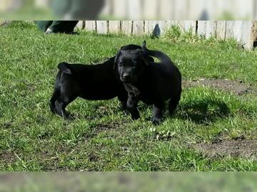 Reinrassige Labrador Retriever Welpen