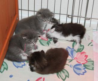 Super s��e Maine Coon K�tzchen