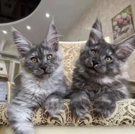 Entz?ckende Mainecoon-Katzen zum Verkauf