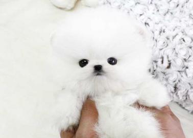 Zwergspitz /Pomeranian mit Stammbaum