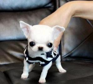 schone Mini chihuahua welpen Zu verkaufe