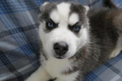 Reinrassige Siberian Husky Welpen