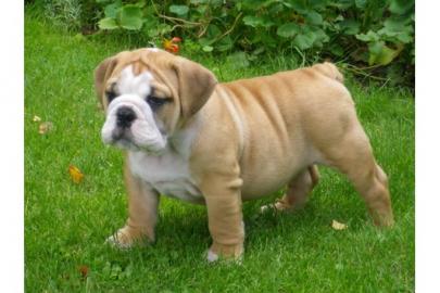 wundersch�ne Englische Bulldoggen