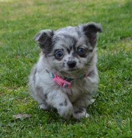 Liebevolle Erh?ltlich Mini-Chihuahua-We