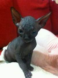 Sphynx kitens ist zur Adoption bereit