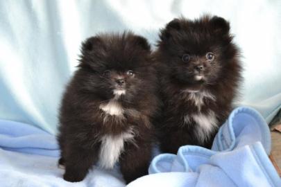 Pomeranian welpen