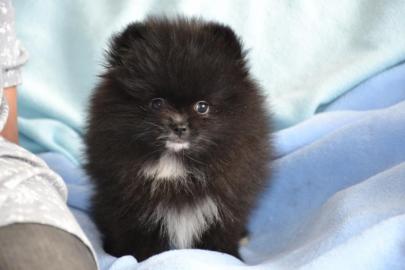 Pomeranian welpen
