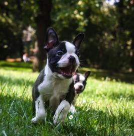 Boston Terrier Welpen mit Stammbaum