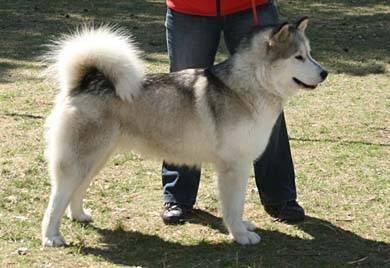Alaskan Malamute mit Papiere