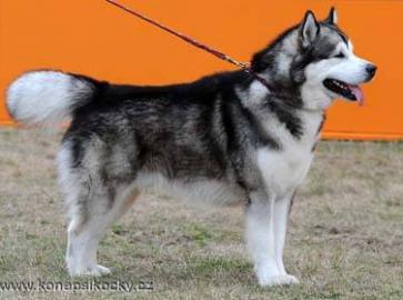 Alaskan Malamute mit Papiere
